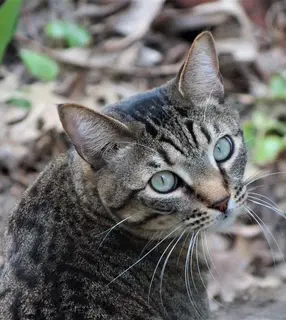 Catlin - Domestic Short Hair