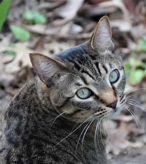 Catlin