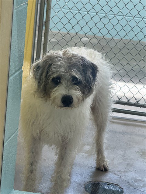 picture of the dog needing adoption