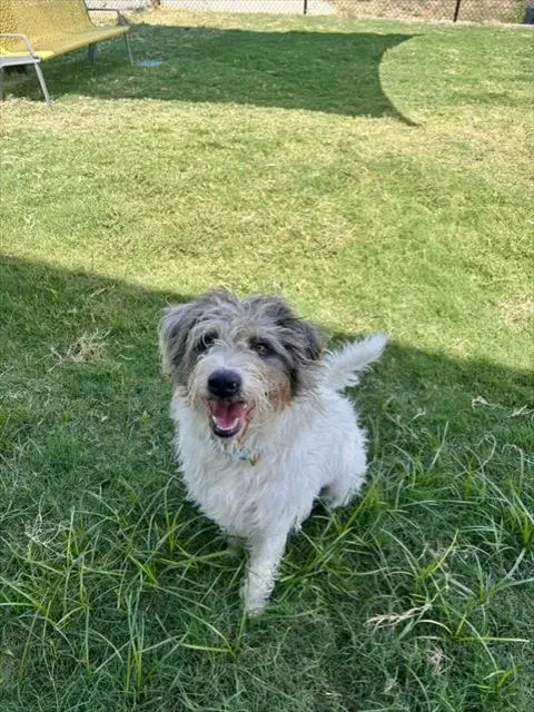 Jax - Catahoula Leopard Dog