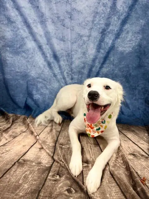 Unknown - Border Collie