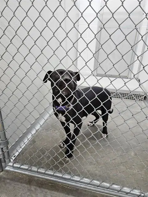 Unknown - Pit Bull Terrier