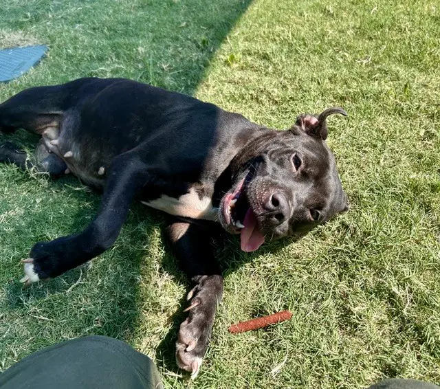 Unknown - Pit Bull Terrier