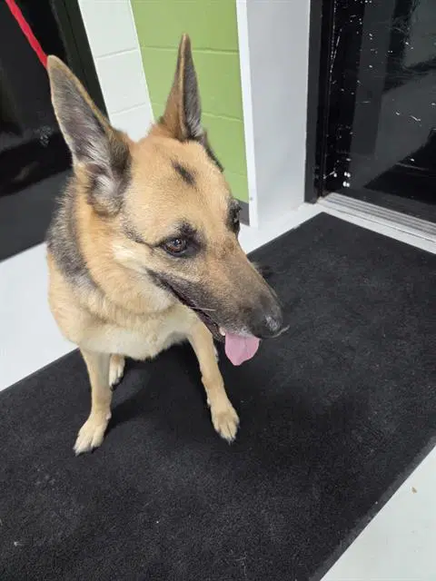 Unknown - German Shepherd Dog