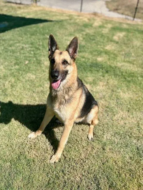 Unknown - German Shepherd Dog
