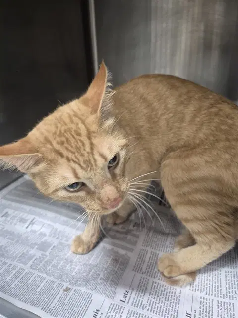 Unknown - Domestic Short Hair
