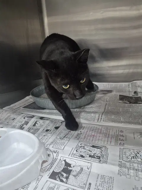 Unknown - Domestic Short Hair