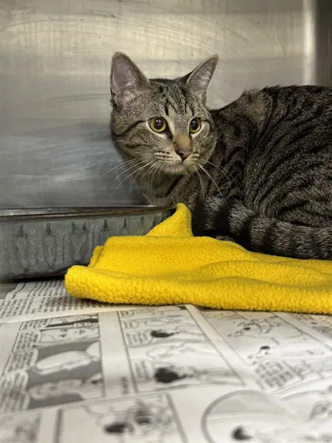 Unknown - Domestic Short Hair