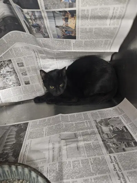 Tut - Domestic Short Hair