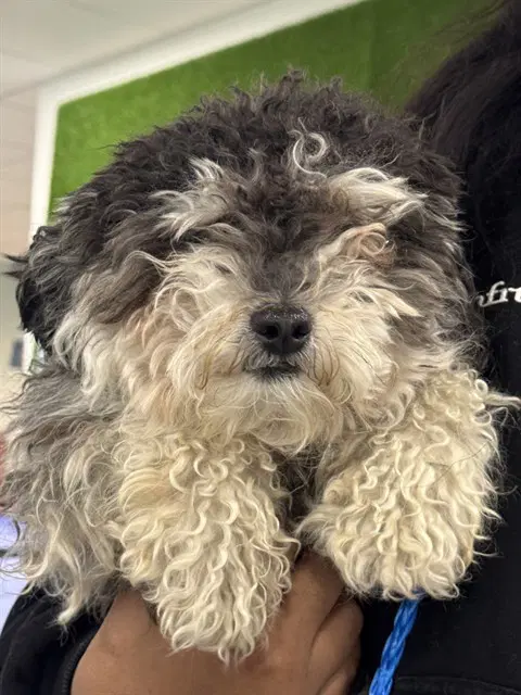 Unknown - Poodle (Miniature)