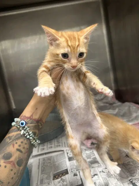 Unknown - Domestic Short Hair