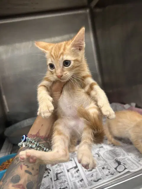 Unknown - Domestic Short Hair