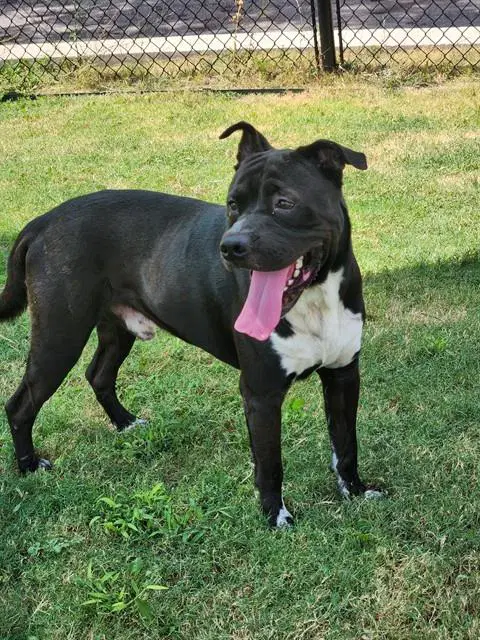 King - American Staffordshire Terrier