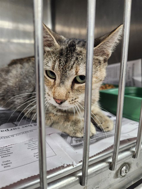 picture of the cat needing adoption