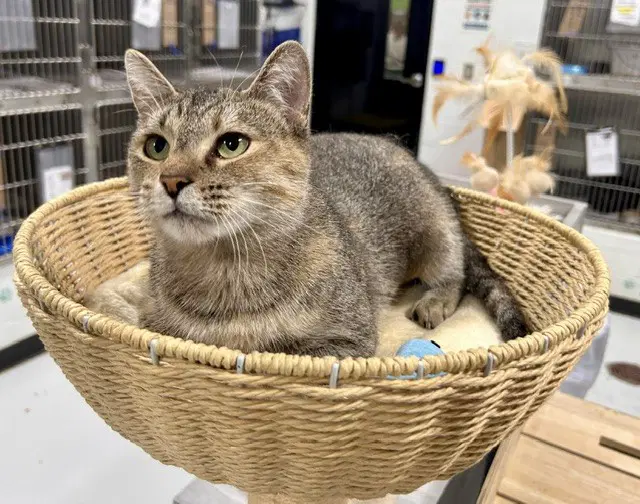 Toffee - Domestic Short Hair