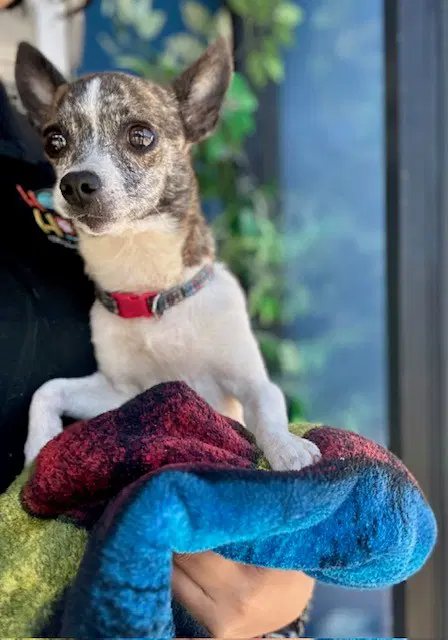Diva - Chihuahua