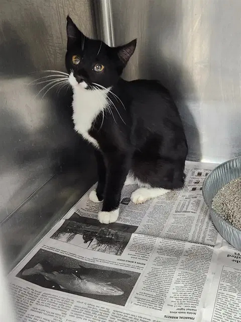 Regina - Domestic Short Hair