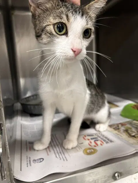 Sasha - Domestic Short Hair