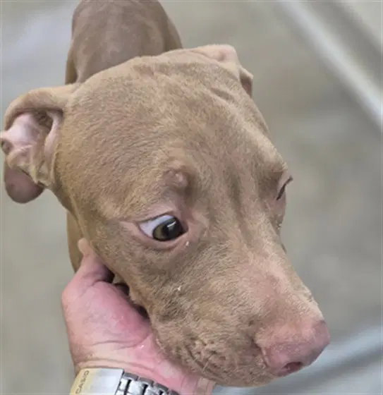Alexander - Pit Bull Terrier