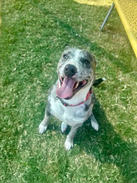 Maverick - Australian Cattle Dog/Blue Heeler