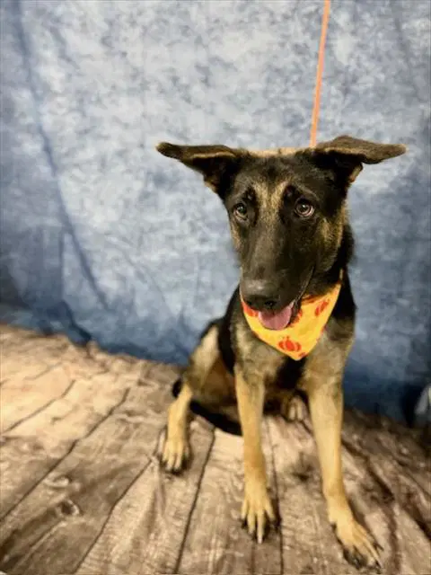 Lola - German Shepherd Dog