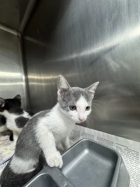 Sam - Domestic Short Hair
