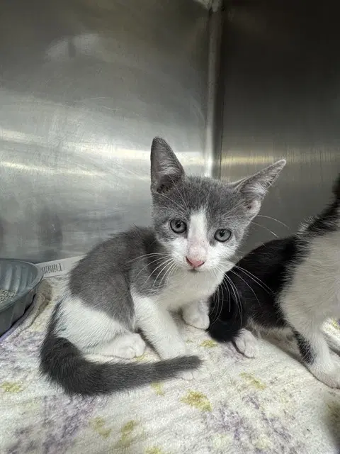 Freddie - Domestic Short Hair