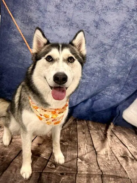 Piper - Husky