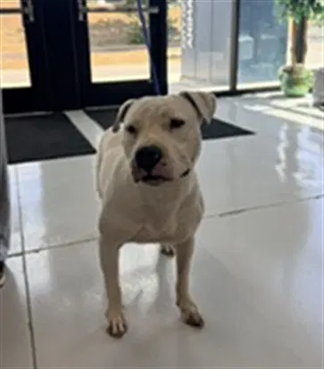 Havoc - Staffordshire Bull Terrier