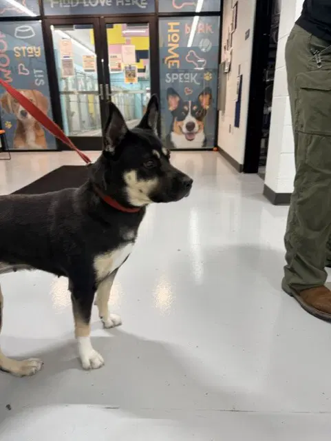Unknown - German Shepherd Dog