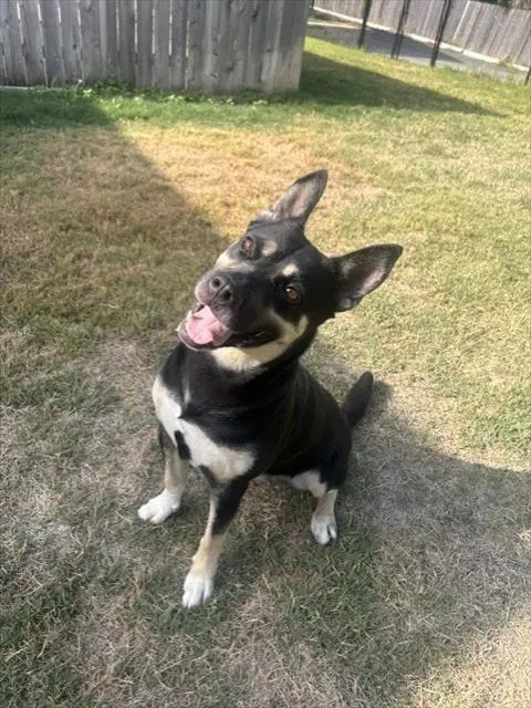 Hannah - German Shepherd Dog