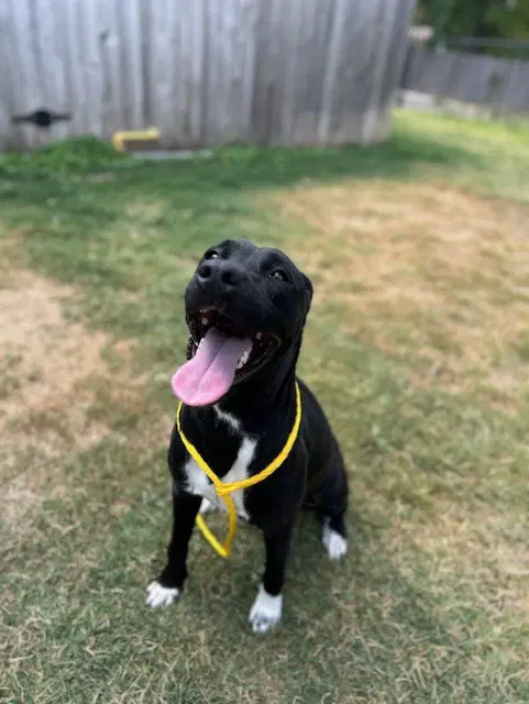 Shakorah - Labrador Retriever
