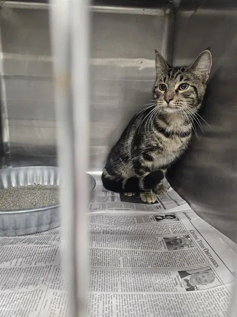 Loki - Domestic Short Hair