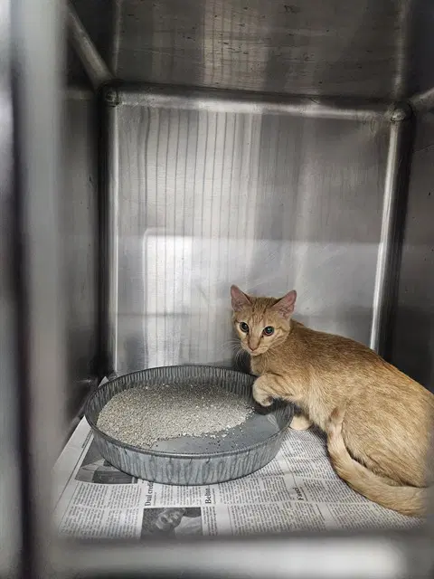 Unknown - Domestic Short Hair