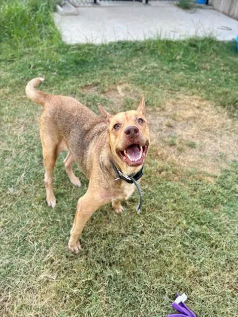 Coco - Labrador Retriever