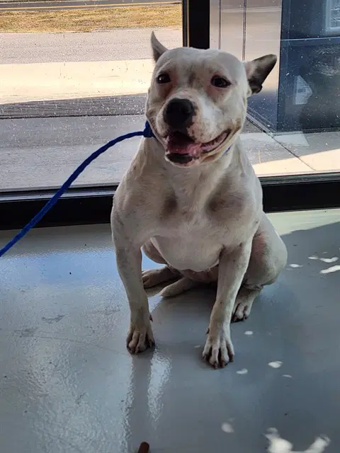 Nita - Pit Bull Terrier