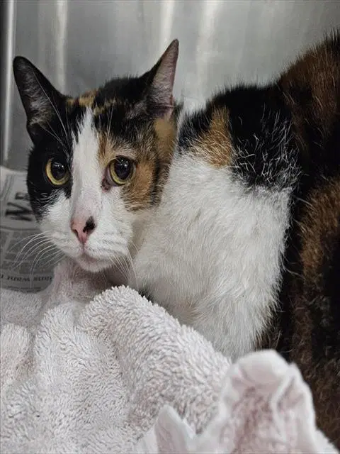 Sazzy - Domestic Short Hair