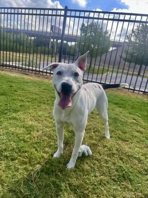 Unknown - Pit Bull Terrier
