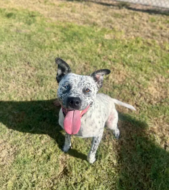Unknown - Australian Cattle Dog/Blue Heeler