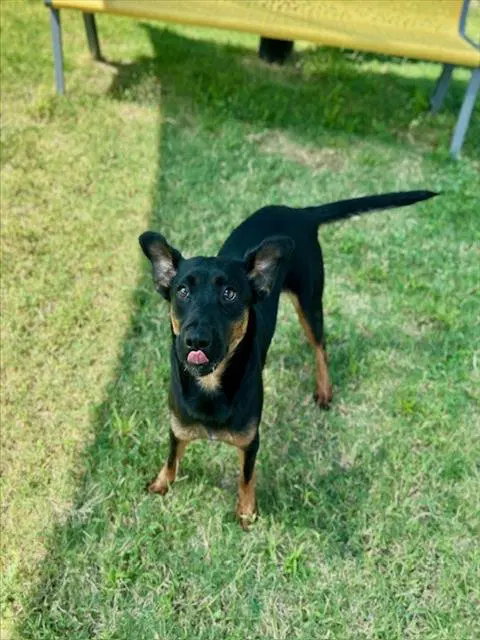 Unknown - German Shepherd Dog