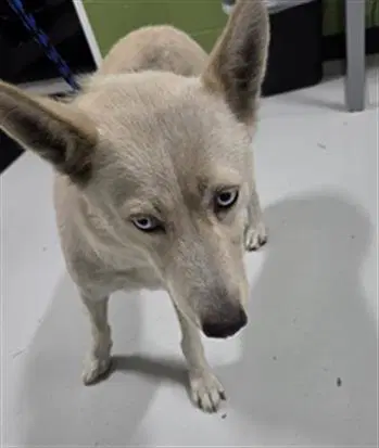 Weda - Husky