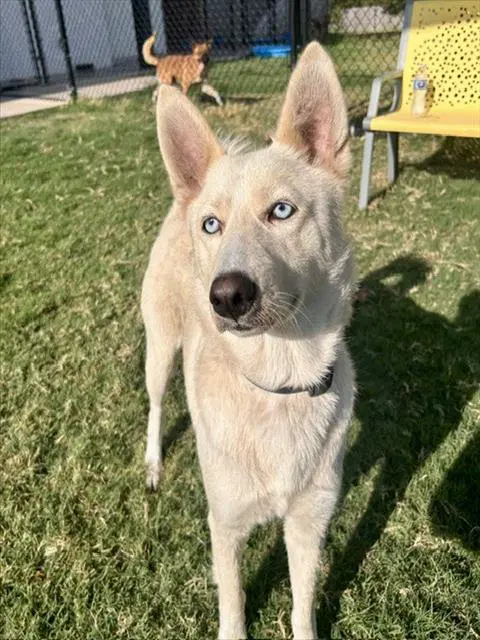 Weda - Husky