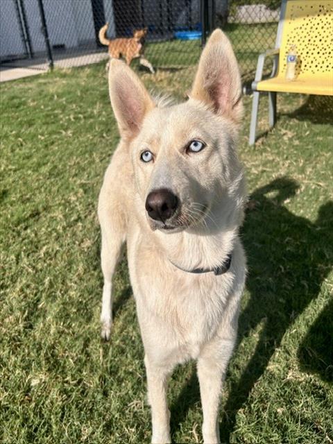WEDA, a dog for adoption from City of Temple,TX.Animal Shelter