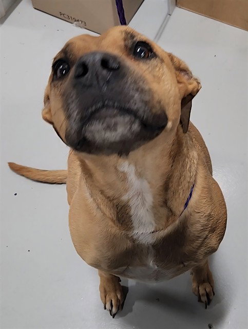 picture of the dog needing adoption