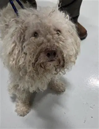 Unknown - Poodle (Miniature)