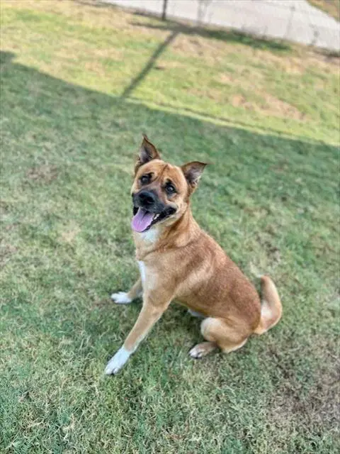 Unknown - German Shepherd Dog