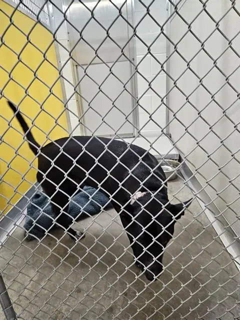 Amber - Labrador Retriever
