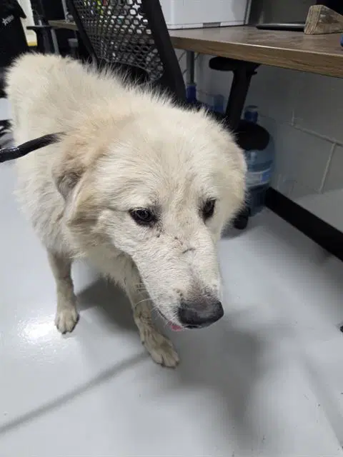 Unknown - Great Pyrenees