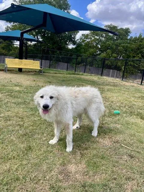 Unknown - Great Pyrenees