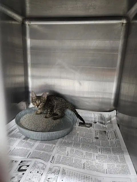 Unknown - Domestic Short Hair